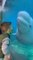 Beluga Whale Kisses Little Boy Back From Other Side of Glass at Aquarium