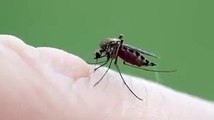Sivrisineği kan emerken görmüş müydünüz?