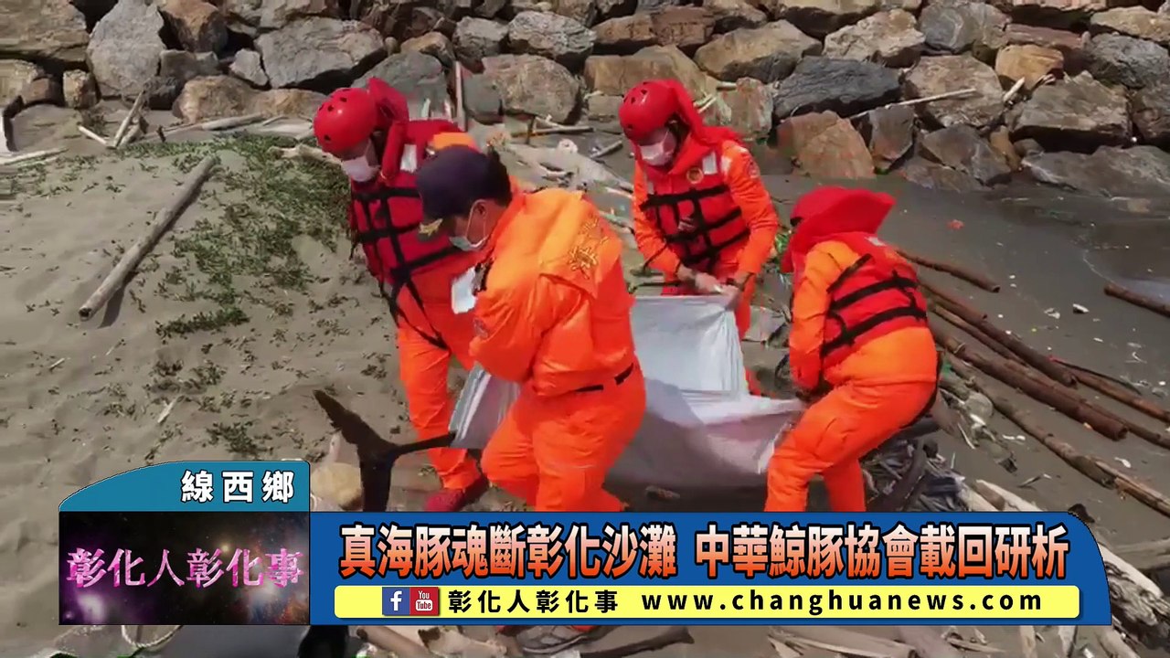真海豚魂斷彰化沙灘中華鯨豚協會載回研析 影片dailymotion