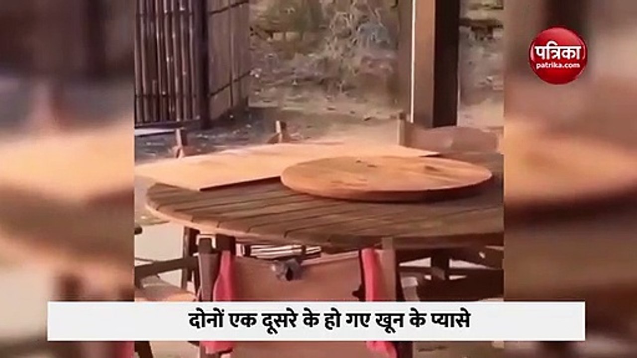 Video : दो कंगारूओं के बीच हुई जबरदस्त फाइट, जमीन पर पटक कर ऐसे मारा