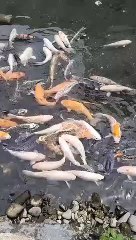 JAPANESE KOI
