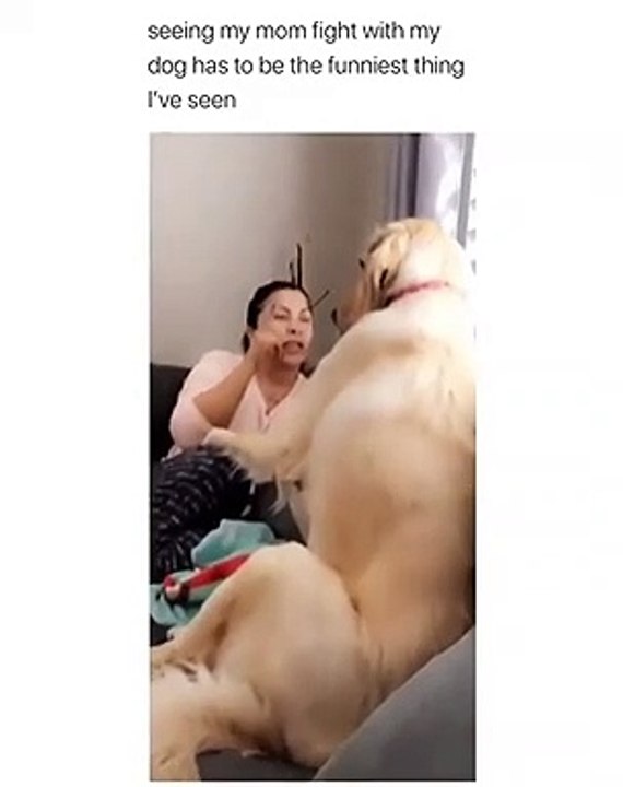 boss dog