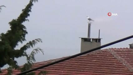 Üşümedikleri bilinen martılar bacada ısınmaya çalıştı