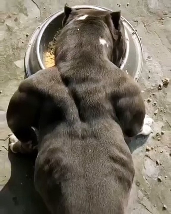 Hungry pitbull.