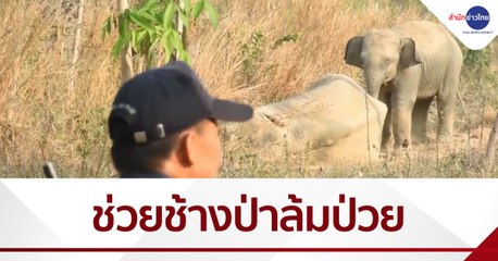 จนท.เร่งช่วยช้างป่าหลงโขลงล้มป่วย
