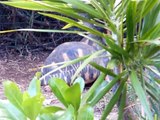 Des tortues de terre à St Leu de la Réunion