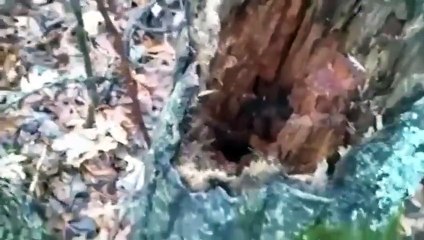 Ender rastlanan beyaz gelinciğin yuvasından çıktığı an!