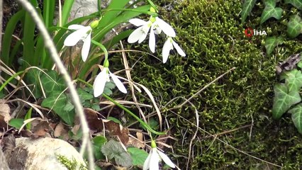 Kardelenler yüzünü gösterdi