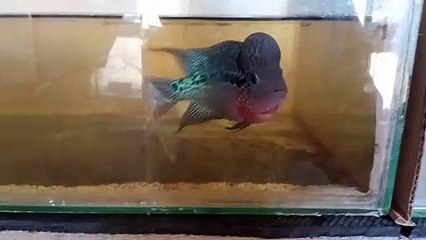 Flowerhorn KZZ
