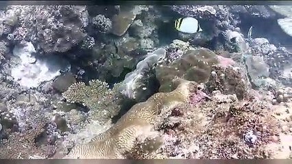 Diving