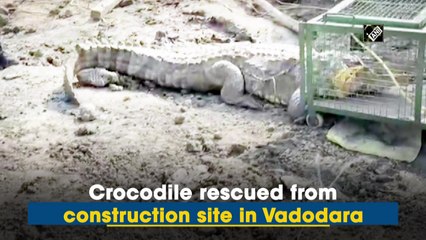 Crocodile rescued from construction site in Vadodara