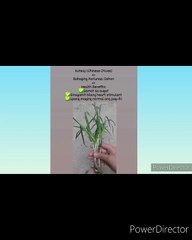 Kutsay, Oregano and Mayana Plant Uses