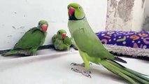 MY  TALKING PARROT  PLAYING WITH BABY PARROTS  PBI OFFICIAL
