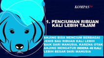 10 Kemampuan Unik yang Dimiliki Anjing, Dog Lovers Wajib Tahu!