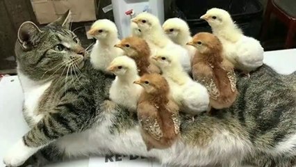 Animal funny acts 2021 Animal fun zone cute cats and dogs