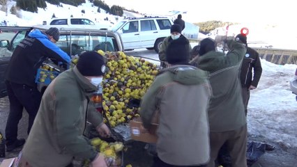 Uludağ'daki yaban hayvanları için yemleme çalışması