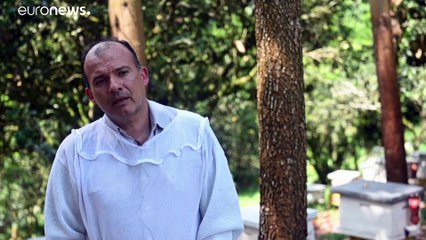 Pesticida proibido na UE mata abelhas na Colômbia