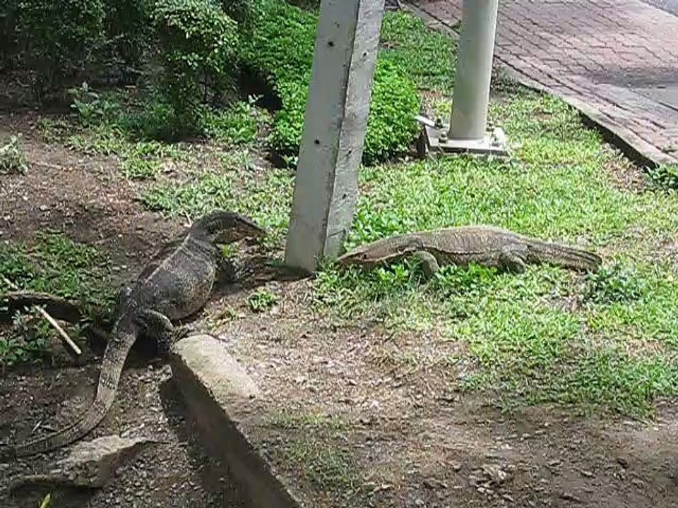 Bangkok, Lumphini Park 2015, Warane kämpfen