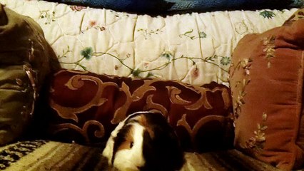 CAVIA PORCELLUS TURMERIC 102_3455