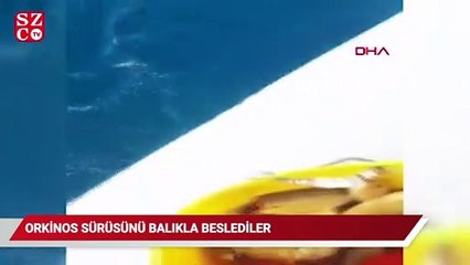 Orkinos sürüsünü balıkla beslediler