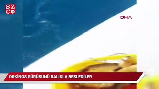 Orkinos sürüsünü balıkla beslediler