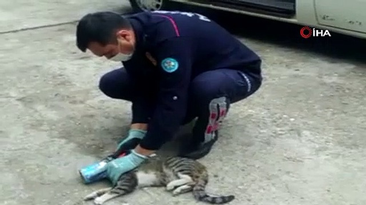 Kafası konserve kutusuna sıkışan kedi kurtarıldı