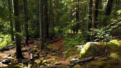 Relaxing music|deep sleeping music|stress release music sleep in 5 mint