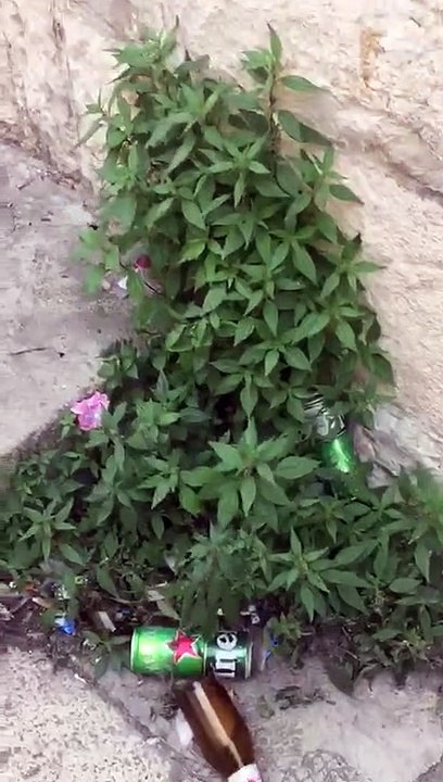 Sabato sera ad Andria, il giorno dopo: "non c'è nemmeno un angolo senza rifiuti abbandonati" - la video-denuncia di un cittadino