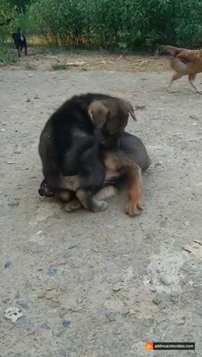 lovely dog