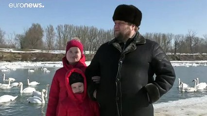 Украинские лебеди больше не улетают зимой на юг