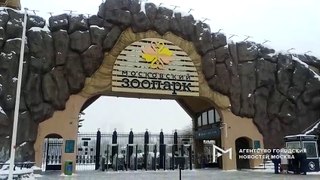 モスクワ動物園での国際ホッキョクグマの日のウランゲリ (Feb27_2021)