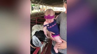 Funny Babies with Farm animals