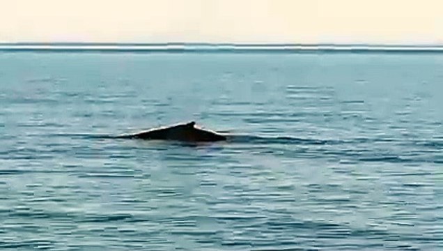 Incredible footage shows humpback whale and dolphins spotted off Northumberland coast