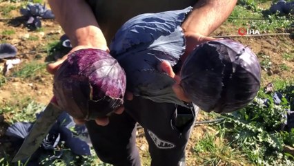 Mardin’de Çiftçiler Keçi Gübresiyle İlk Defa Mor Lahana Yetiştirdi