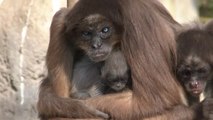 El zoo de Barcelona presenta a una cría de mono araña nacida en enero