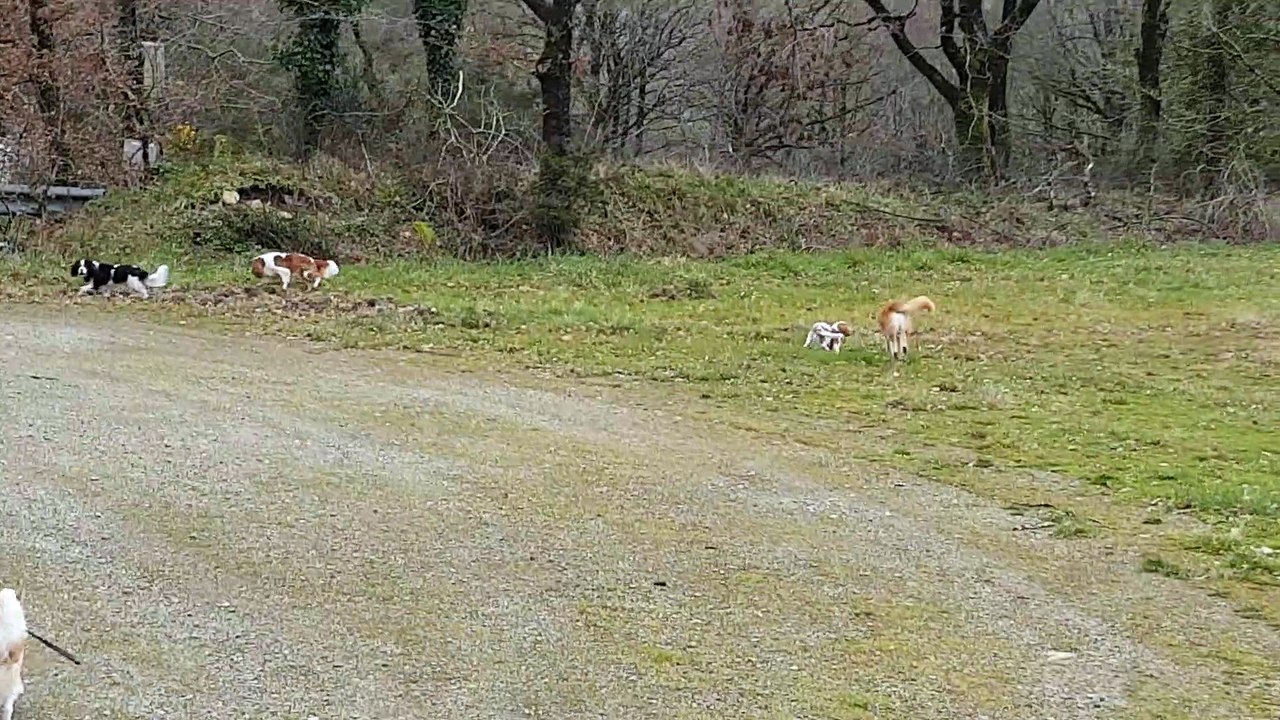 En promenade au camion cross suite