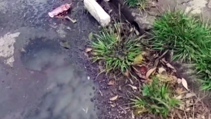 Moradora reclama de vazamento de esgoto e mau cheiro na Rua Filosofia, no Bairro Universitário