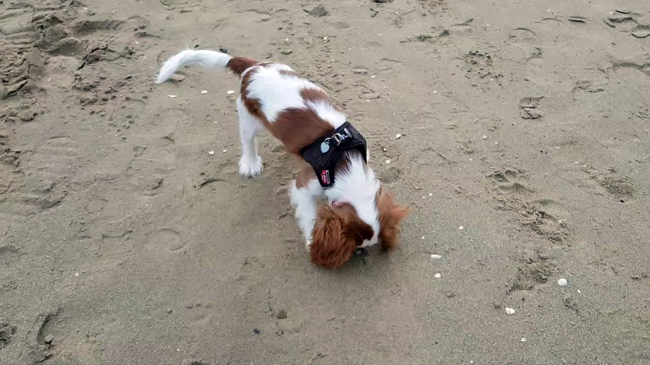 Rey Ponce à la plage 21 02