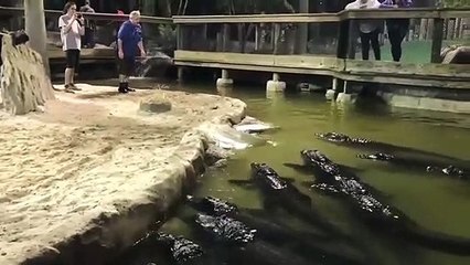 Timsah dolu havuza atlayan bakıcı!