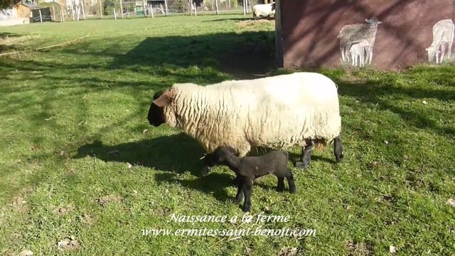 Ciné Art Loisir 2021 naissance à l’Ermitage Saint-Bède film Jean-Claude Guerguy