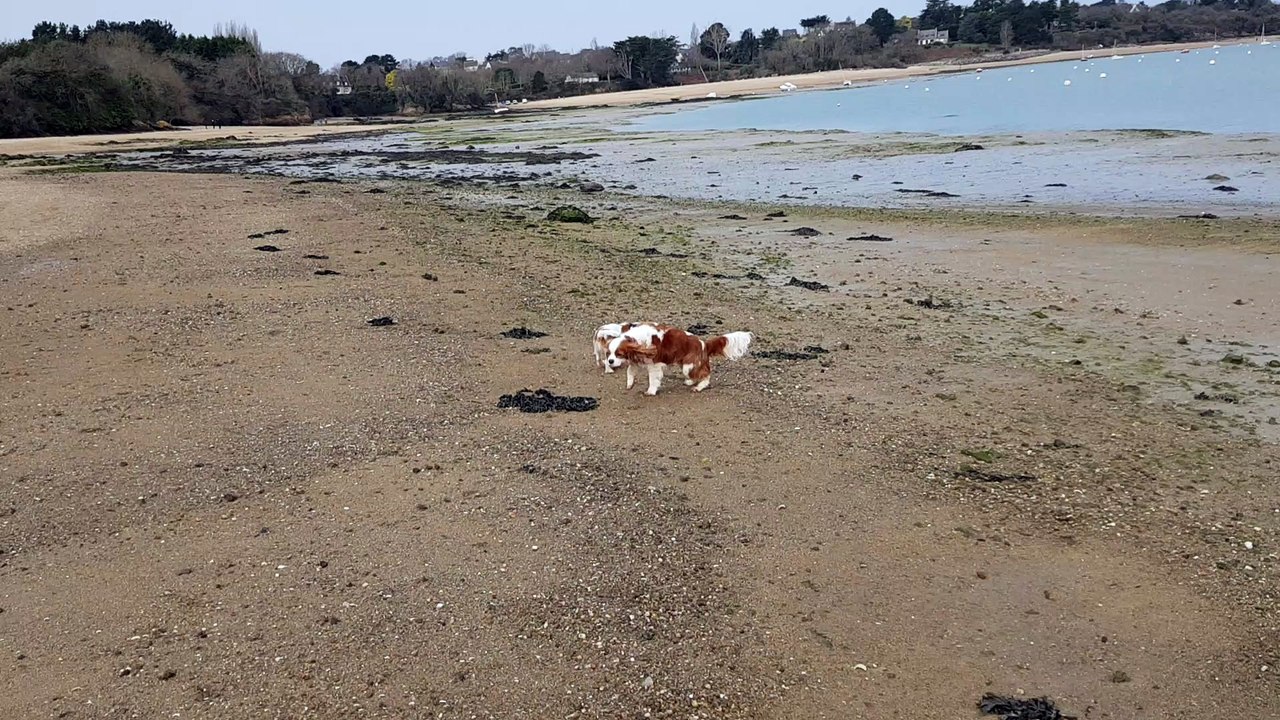 A la plage à Lancieux 21 02 5