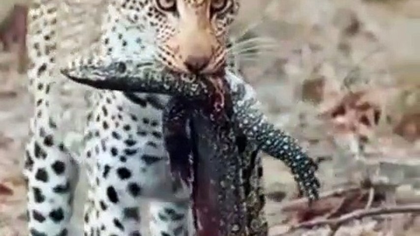 Amazing Wild Animals Attacks - Wild Animal Fights Fast Motion 2 - Mediacom