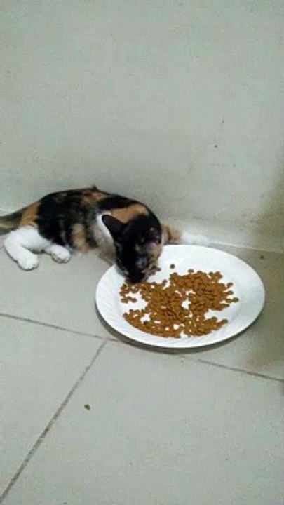 kitty
