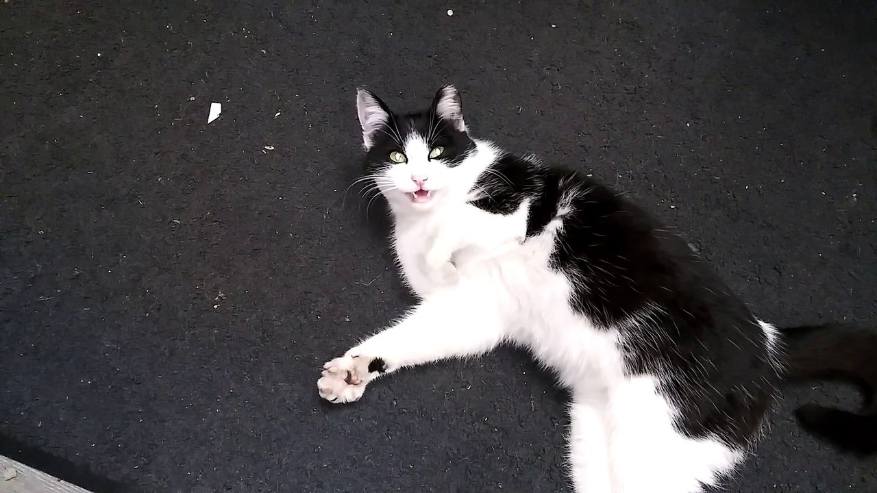 100% Proof - Cats Recognize Names