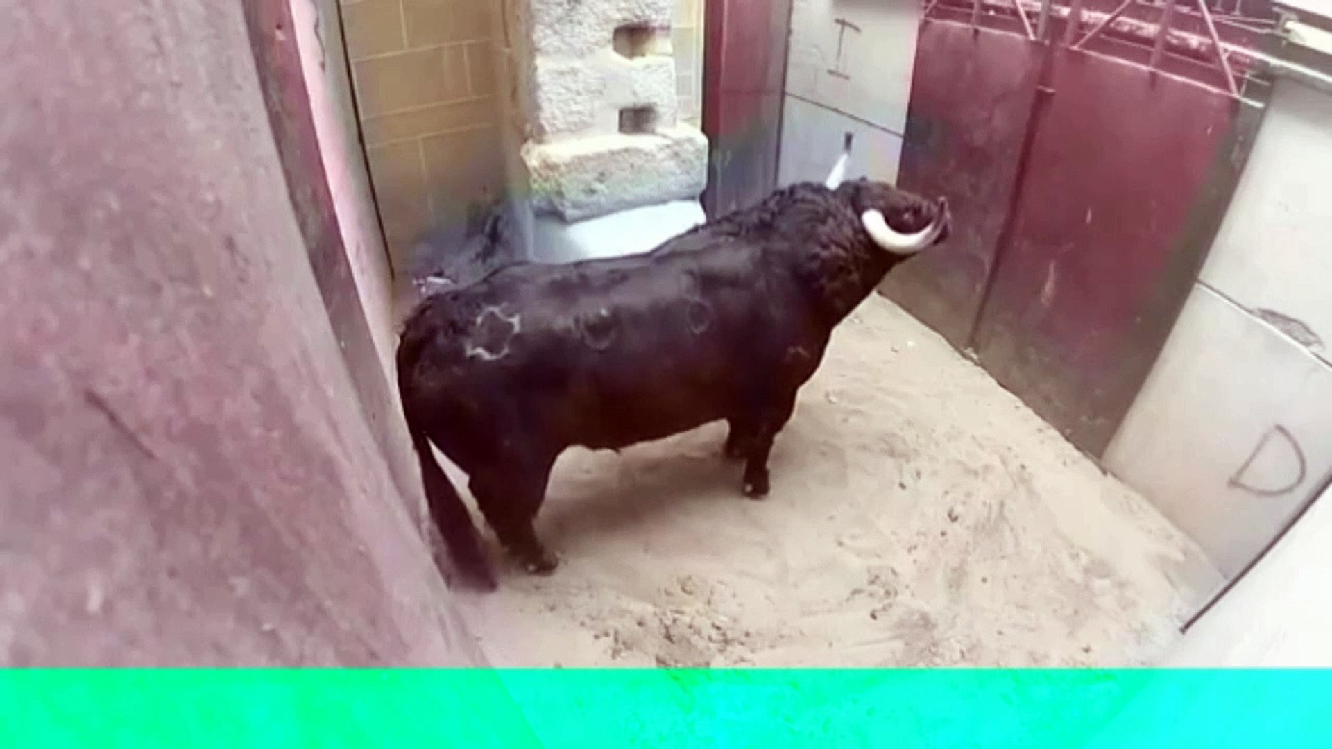 ⁣Dangerous Animal Fights - Bulls Leopards Lizards