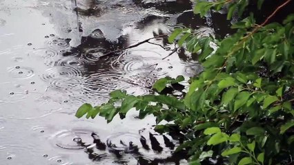 Som de Chuva - Para Dormir e Relaxar o Corpo e a Mente