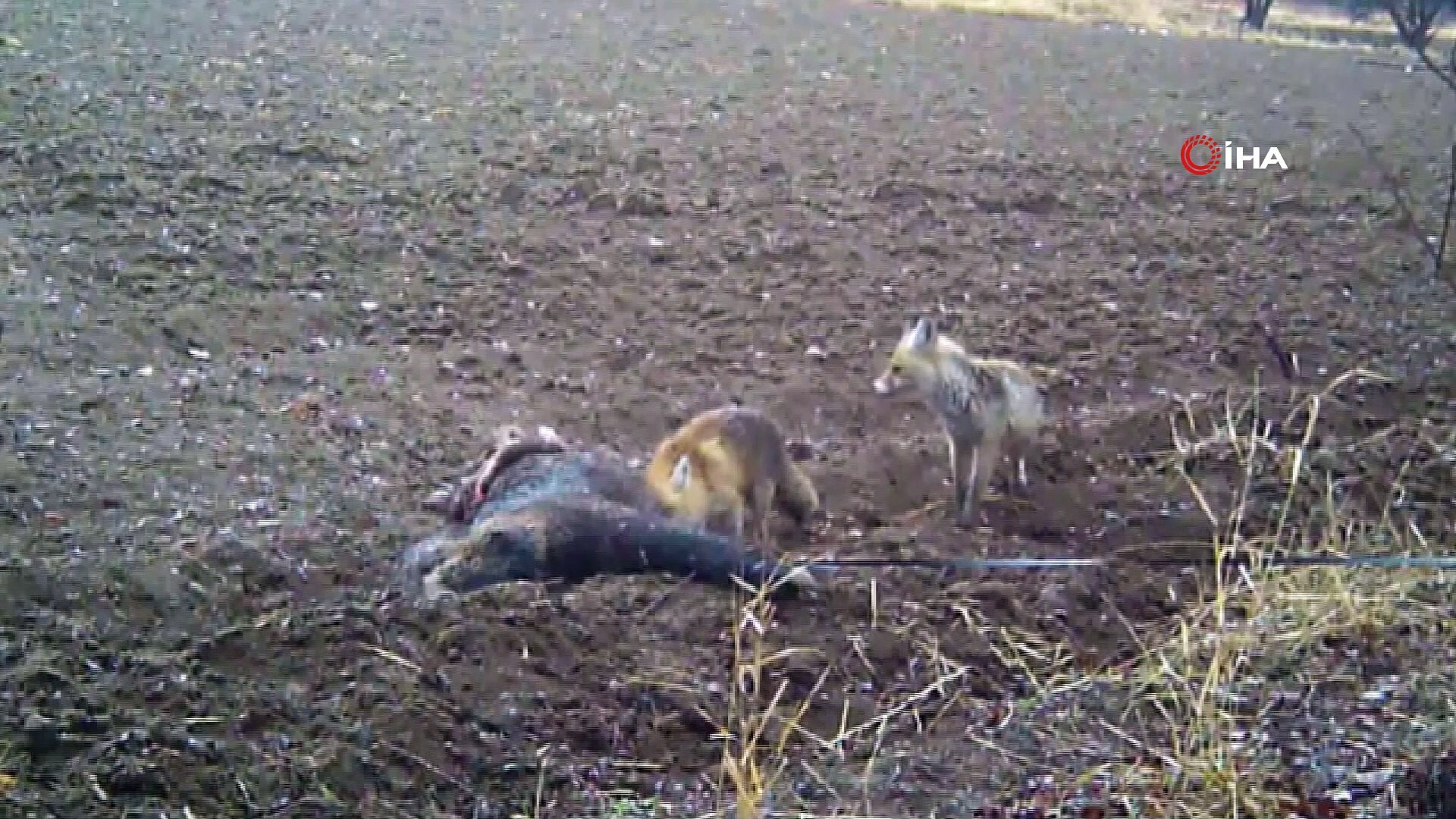 Erzincan’da yaban hayatı fotokapanla görüntüleniyor
