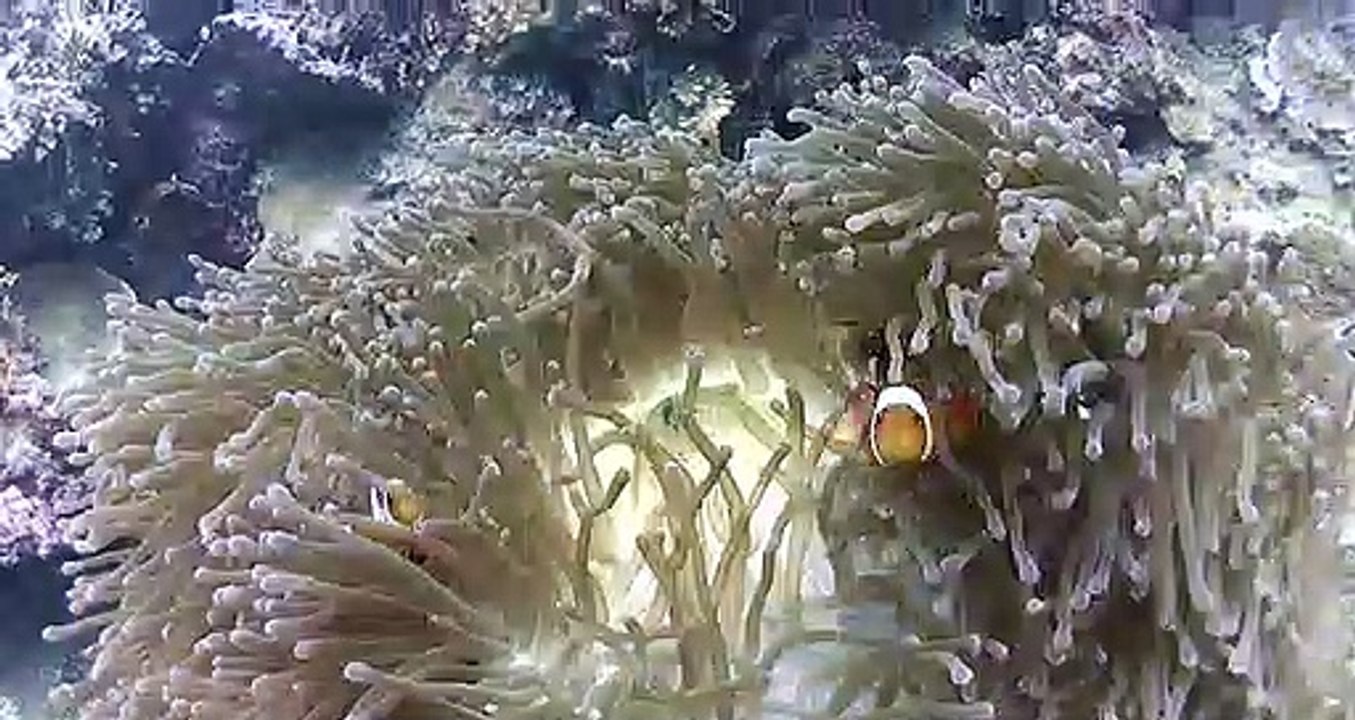 Nemo