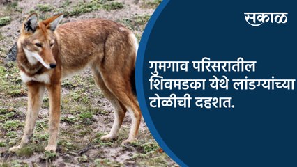 गुमगाव परिसरातील शिवमडका येथे लांडग्यांच्या टोळीची दहशत