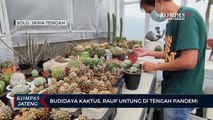 Budidaya Kaktus, Raup Untung Di Tengah Pandemi